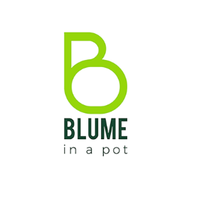 Blume in a pot Vivero
