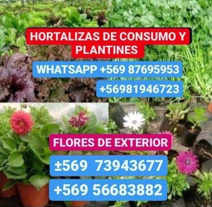 Caliboro Hotalizas y flores